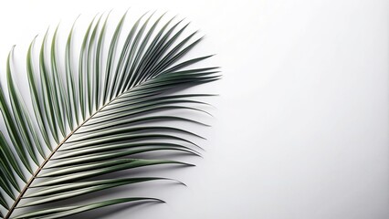 Fototapeta premium tropical, abstract, clean, nature, foliage, minimal, monochrome, organic, elegant, balanced, white, serenity, minimalistic, Abstract white and black coconut leaf on white background