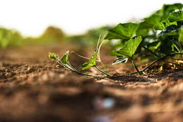 A pumpkin tree is growing on the ground in the garden.