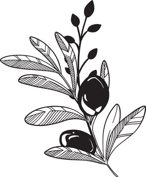 recommend clip art: Vector composition of olive plant. Line art template with olive branches.