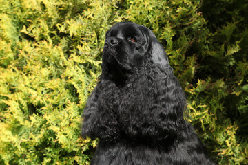 American cocker spaniel in beautiful garden