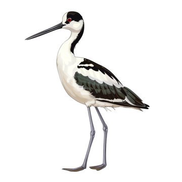 recommend clip art: A black-necked stilt, a wading bird with long, thin legs, a black neck and a long, thin beak.  It stands on one leg, with the other leg tucked up behind it.  The background is white.
