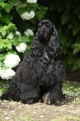 American cocker spaniel in beautiful garden