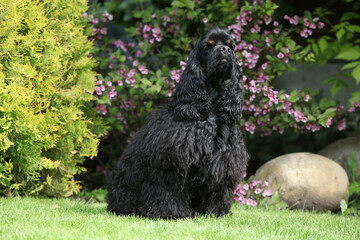 Amazing American cocker spaniel in beautiful garden