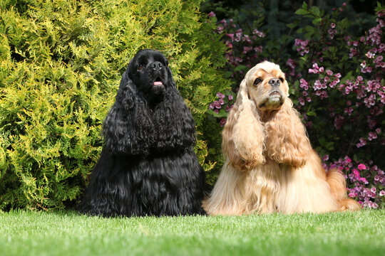Couple of American cocker spaniel in the garden