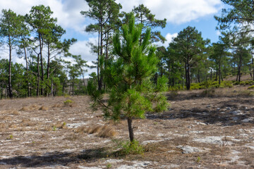 Fototapeta premium Lonely small pine tree stands out against a backdrop of taller pines, creating a striking contrast in this serene natural landscape.