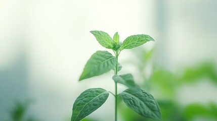 A Single Green Plant Growing Upwards in Soft Light