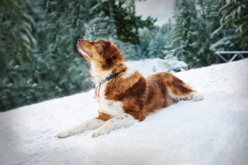 Big cute dog in winter forest lying and looking up