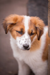 Dog with sad eyes in shelter for adoption