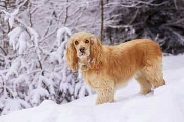 English cocker spaniel standing on white snow