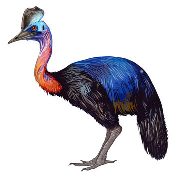 recommend clip art: A colorful illustration of a cassowary bird with a blue, black, and red plumage, standing on a white background.