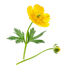Naklejka premium Bright yellow buttercup flower with green leaves and budding bloom set against a transparent background in a minimalist style
