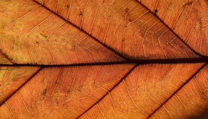 Texture of dry autumn leaf, macro photo as organic nature background. Fall colors leaves texture close up with veins, beauty of nature. Trend botanical design wallpaper, environment pattern backdrop