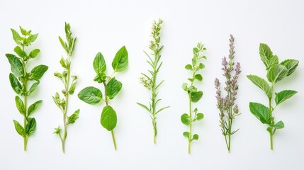 A Row of Fresh Herbs with Green Leaves and Flowers