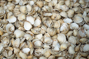 Seashells background outdoors