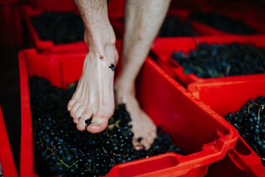 Grape stomping. Close up on crushing grapes with feet.