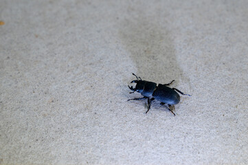 Beetle on tiles