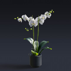 Flowers or plants in ceramic pot isolated on dark background, house decoration plants