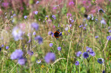 A butterfly sits on a flower
