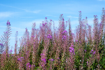 Fototapeta premium Pink flowers with sky