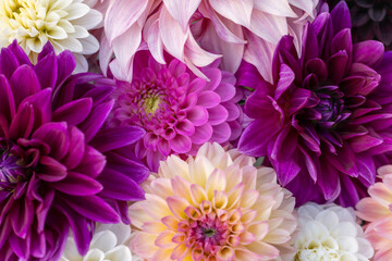 Fototapeta premium Purple flowers flat lay. Dahlia blooms background. Colorful dahlia flowers close up. Floral flat lay background.