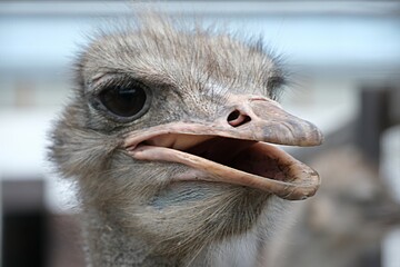 African ostrich head close up on ostrich farm. funny ostrich. ostrich portrait