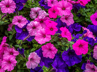 Petunias bloom near Stokkem's Negenoord Kerkeweerd Nature Reserve
