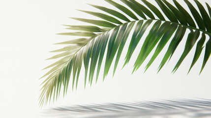 Fototapeta premium A 3D-rendered palm frond with a serene tropical bloom, cut on a transparent background.