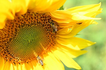 yellow sunflower flower on the background of a field of sunflowers