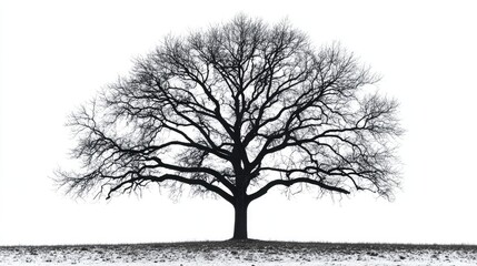A bare oak tree in winter, its silhouette stark against a white background, highlighting the intricate branches.