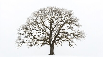 A bare oak tree in winter with intricate branches extending outward, placed on a simple white background.