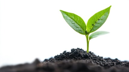 A Small Green Plant Sprouting From Dark Soil