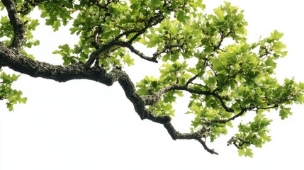 Obraz premium A close-up of an oak tree's branches, full of green leaves, set against a bright white background.