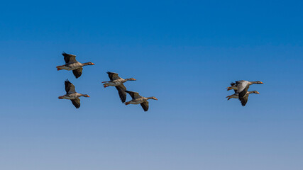 Geese flying over the Negenoord-Kerkeweerd nature reserve near Stokkem