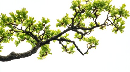 Fototapeta premium A close-up of an oak tree's branches, full of green leaves, set against a bright white background.