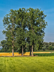 Trees stand tall in a field in Stokkem, Belgium