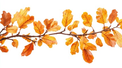 Naklejka premium A close-up of oak tree branches with autumnal yellow and orange leaves, isolated on a white background.