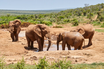 Fototapeta premium Eine Reise durch Südafrika. Auf Safari durch die afrikanische Savanne.