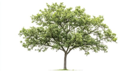 Obraz premium A young oak tree with new growth leaves and a slender trunk, isolated on a white background.