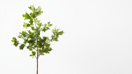 A young oak tree with new growth leaves and a slender trunk, isolated on a white background.