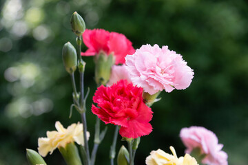 カラフルなカーネーション