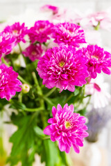 Obraz premium Purple, pink chrysanthemum autumn flowers