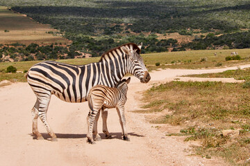 Naklejka premium Eine Reise durch Südafrika. Auf Safari durch die afrikanische Savanne.
