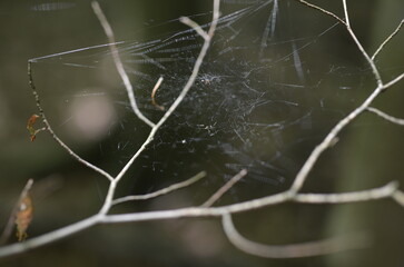 spider web with dew drops