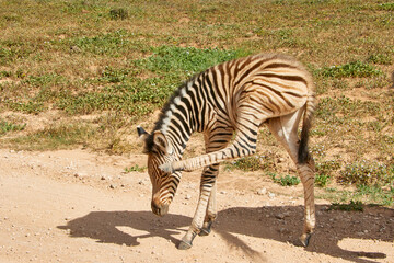 Eine Reise durch Südafrika. Auf Safari durch die afrikanische Savanne.