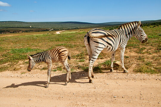 Eine Reise durch S&uuml;dafrika. Auf Safari durch die afrikanische Savanne.
