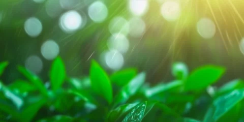 Keuken achterwand Groen Natural background landscape banner with good copyspace.  © Darren Green