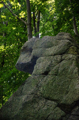 moss covered rocks in forest