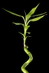 bamboo stalks on black background