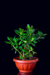Crassula ovata or money tree succulent plant closeup on black background