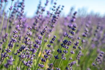 A field of lavender flowers with a blue sky in the background © svetograph